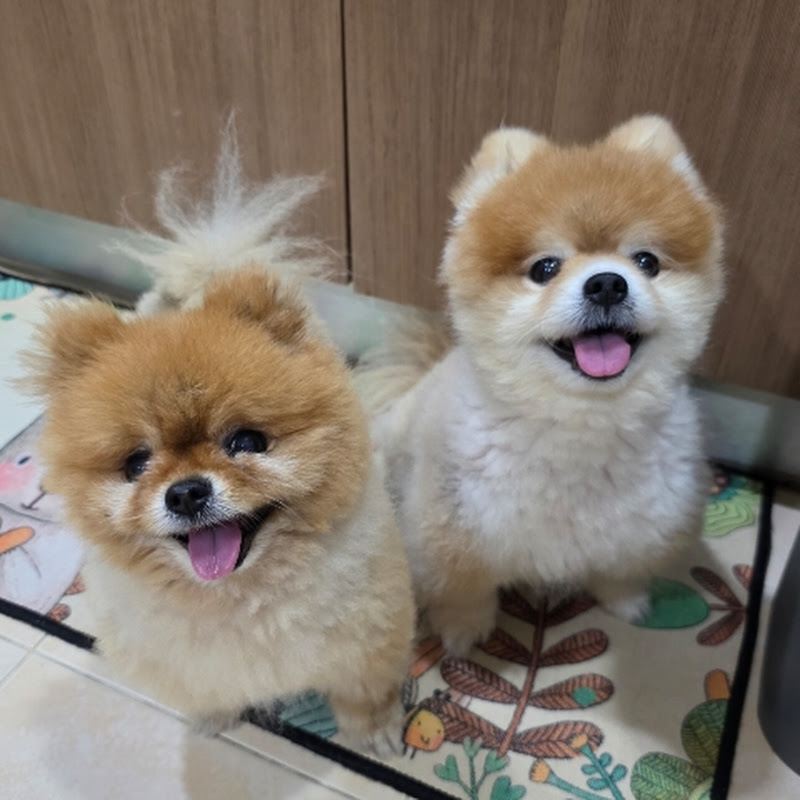 Oscar Elza Pomeranian