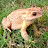 @frogsvideos456 Avatar