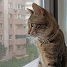 Автор