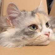 ココ猫ナッツ。
