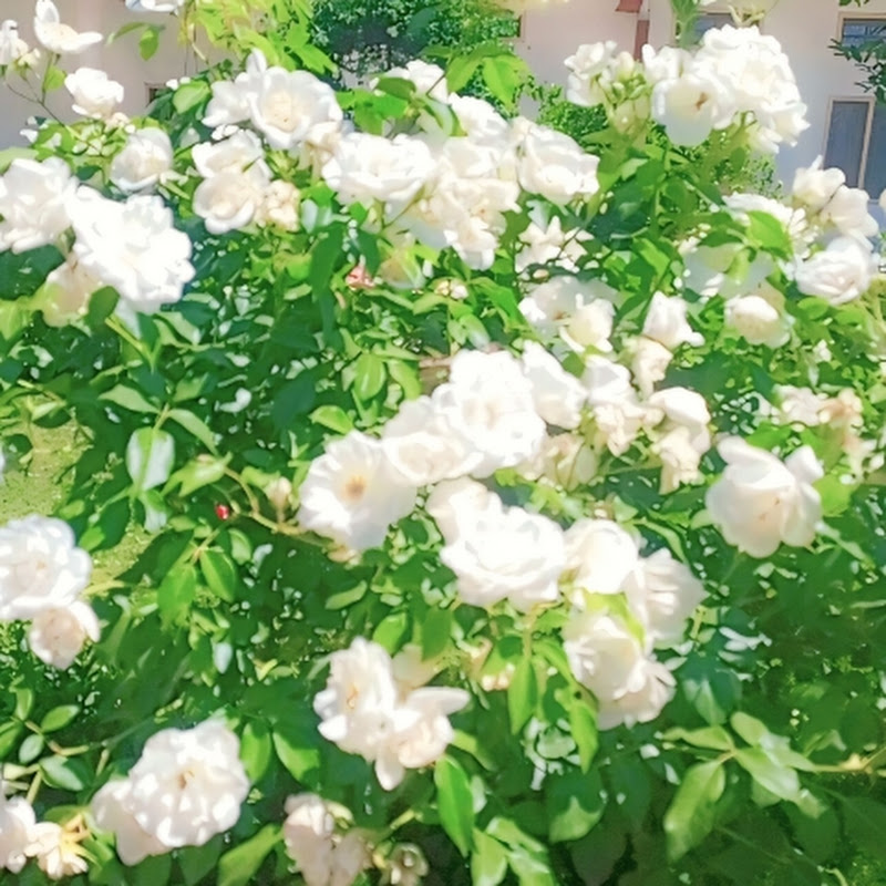 Essakhan Visible work 