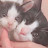 保護猫ハチワレ兄妹〜Protective cat Hachiware siblings〜