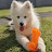 Myka The Samoyed