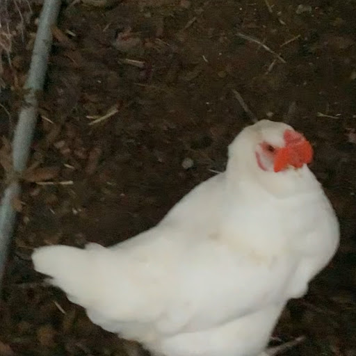 Chicken n’ Gacha queen2.0