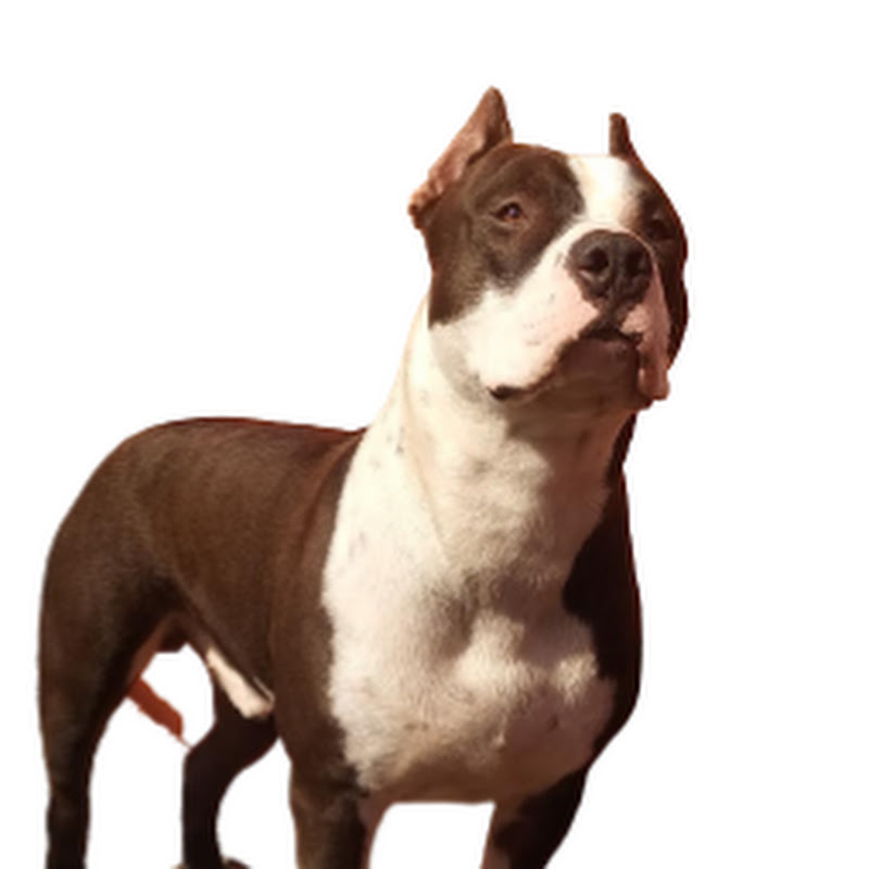 Mafia The PitBull 