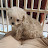 @미르멍뭉이TV