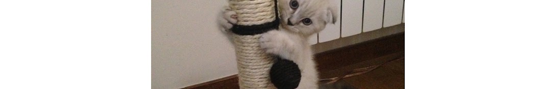 Cute Scottish Fold Cat رمز قناة اليوتيوب