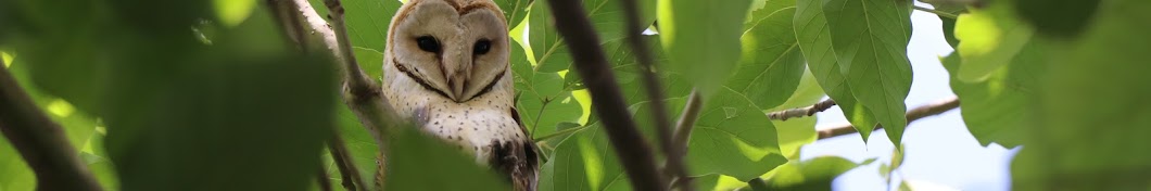 Wildlife Sightings यूट्यूब चैनल अवतार