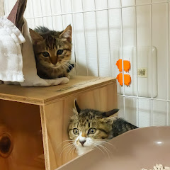 あさりとはまぐり 時々 ogi