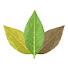 FD57LVX9Y4g-channel-avatar-Cigar Celebrations