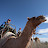 Camel Treks Australia Pty Ltd 