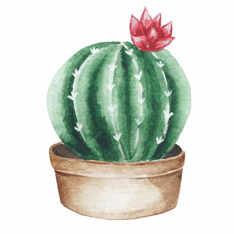 Cactus Garden