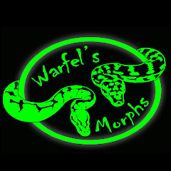 Warfel’s Morphs net worth