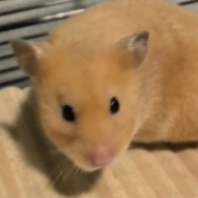 Hamster