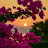 @Laiba_khan259 Avatar