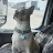 @CherryTrucker Avatar
