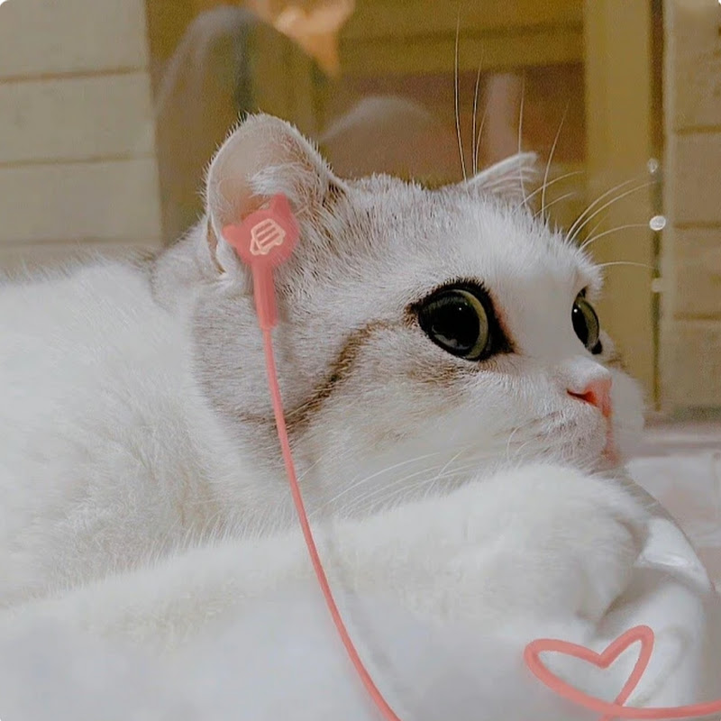 小黑音乐馆 Logo