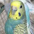 البادجي  🦜  Budgie