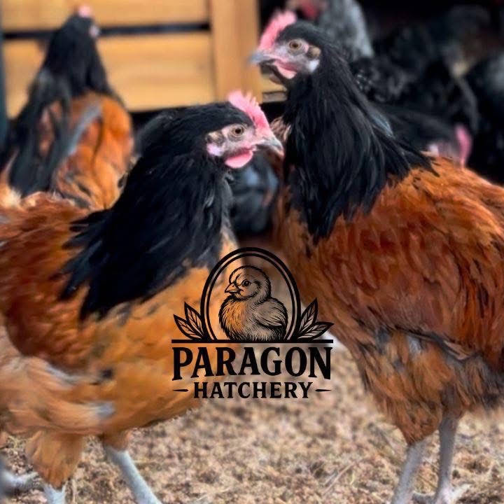 Post from Paragon Ridge Ranch