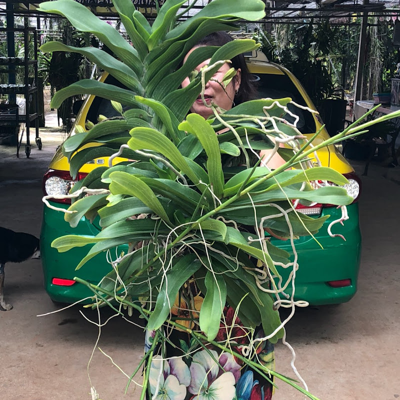 Vườn Lan Cường Thúy