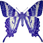 Swallowtail Pictures logo