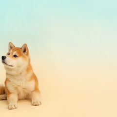 保保酱