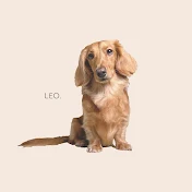 レオちゃんねる【ミニチュアダックスフンド】