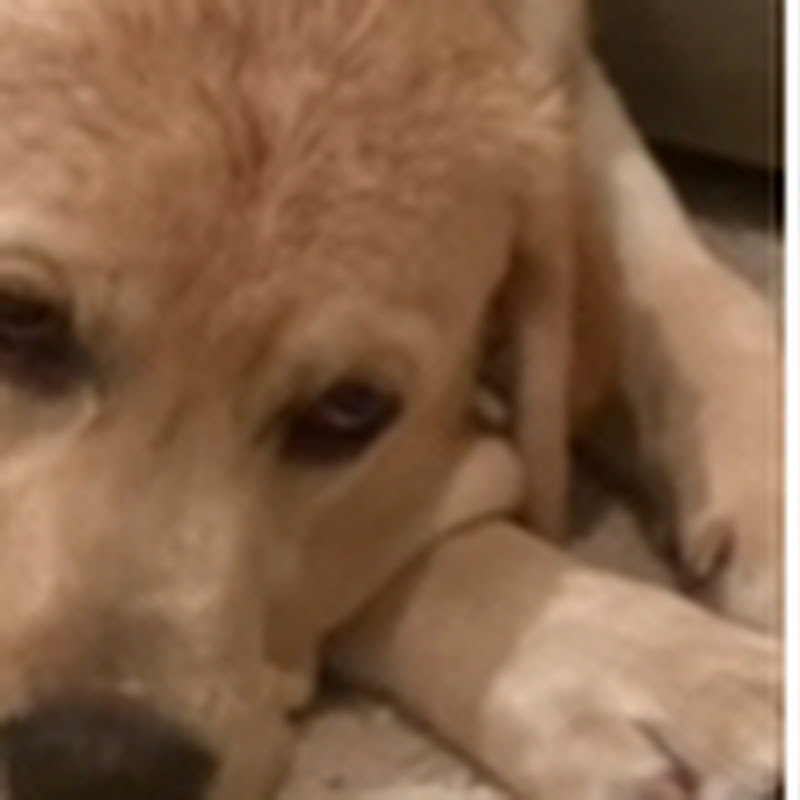 Hire Rufusthedog — Dog Training & Care YouTube creator for sponsorships