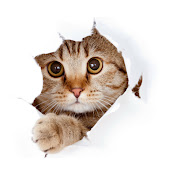 PetMemes