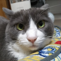 便利屋サスケの一旦チャンネル