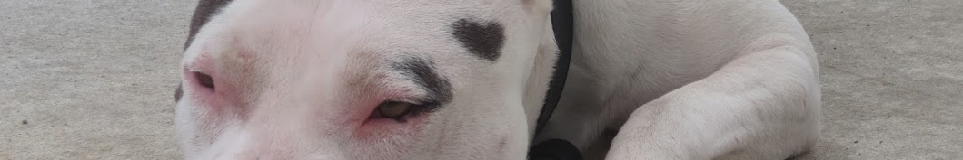 Christchurch Bull Breed Rescue Awatar kanału YouTube