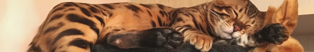 Mystic The Bengal YouTube channel avatar