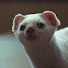 WSM-OxQ85nM-channel-avatar-Mischievous__Ferret