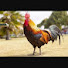dWa8Q7hX7jE-channel-avatar-Nitan engineer murgi farm