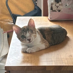 냥이천사