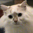 05qZNotbRPA-channel-avatar-Cats Cradle Gaming