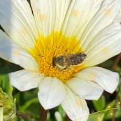 花鳥風月　マーヤ ちゃんねる