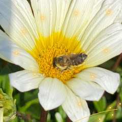 花鳥風月　マーヤ ちゃんねる