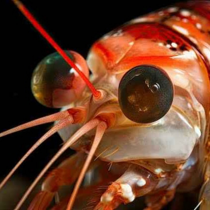 Prawn icon