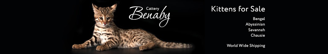 Benaby Cattery رمز قناة اليوتيوب