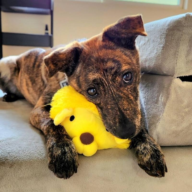 野犬の子カノア