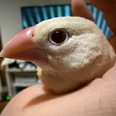 の
