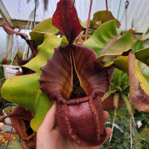 Nepenthes_grower
