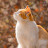 @평화kr9