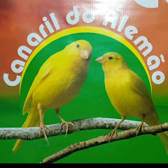Canaril do Alemão avatar