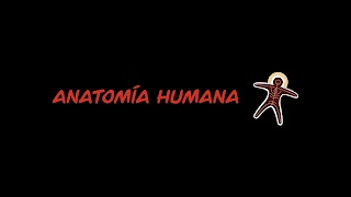 «Anatomía Humana» youtube banner