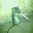 FBaL2NZ5YjY-channel-avatar-RatCD