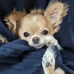 タンシオチャンネル