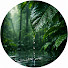 7QseFNZ0_go-channel-avatar-Forest Rainfall
