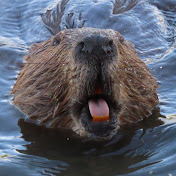 Mike’s Videos of Beavers
